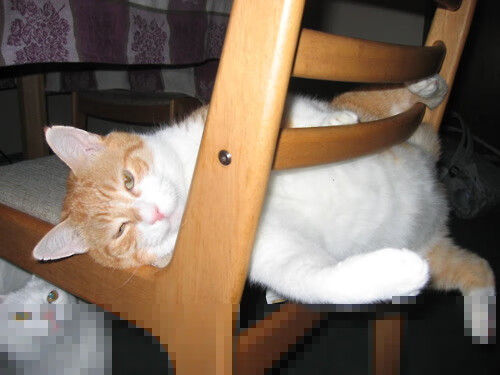 教练发展论坛聚焦后备人才梯队搭建，教练培养体系