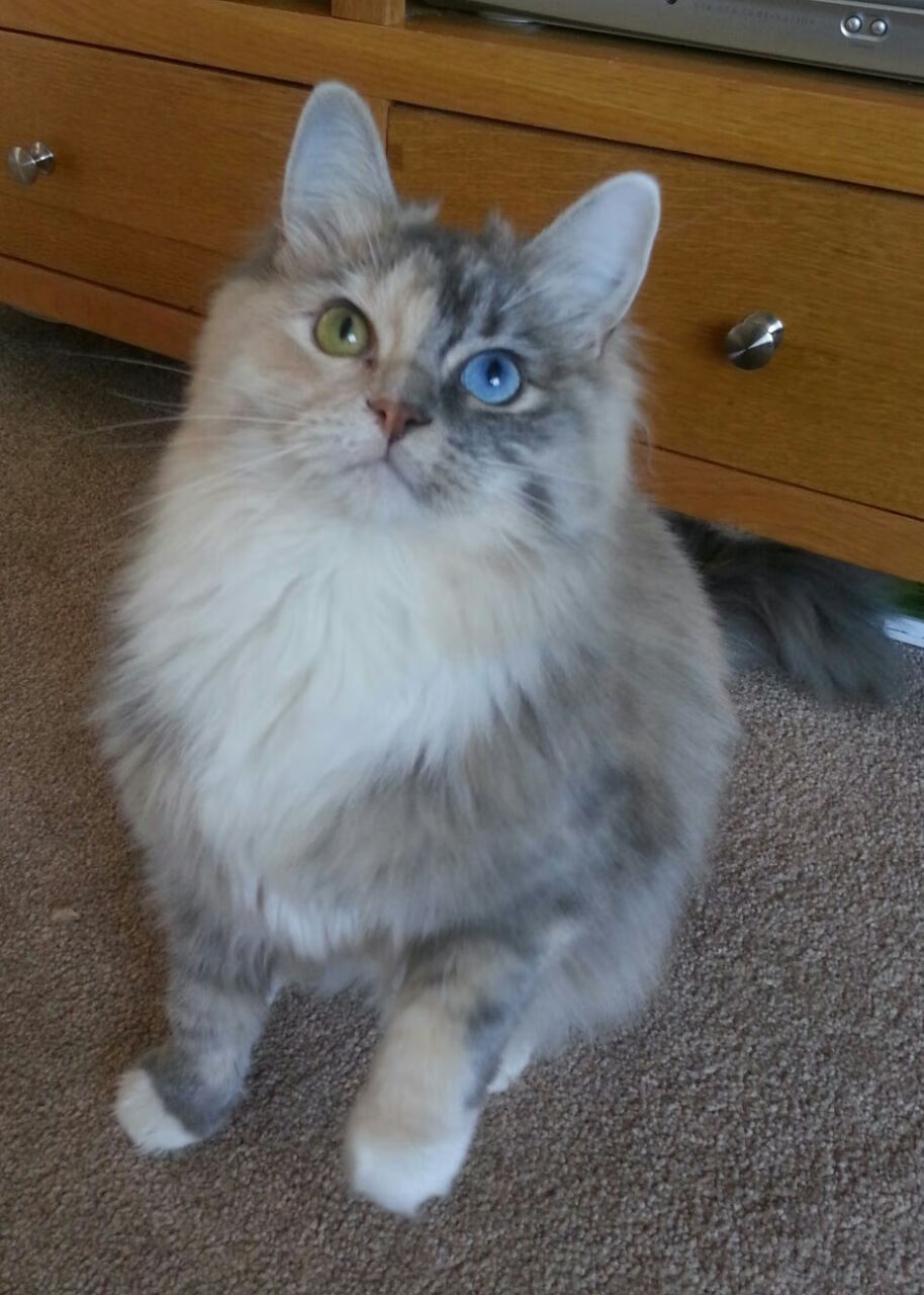 “南非羚羊队萨尔·巴赫闪耀赛场，带领球队迎接挑战”